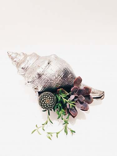 animal brown and white seashell on white background fort myers